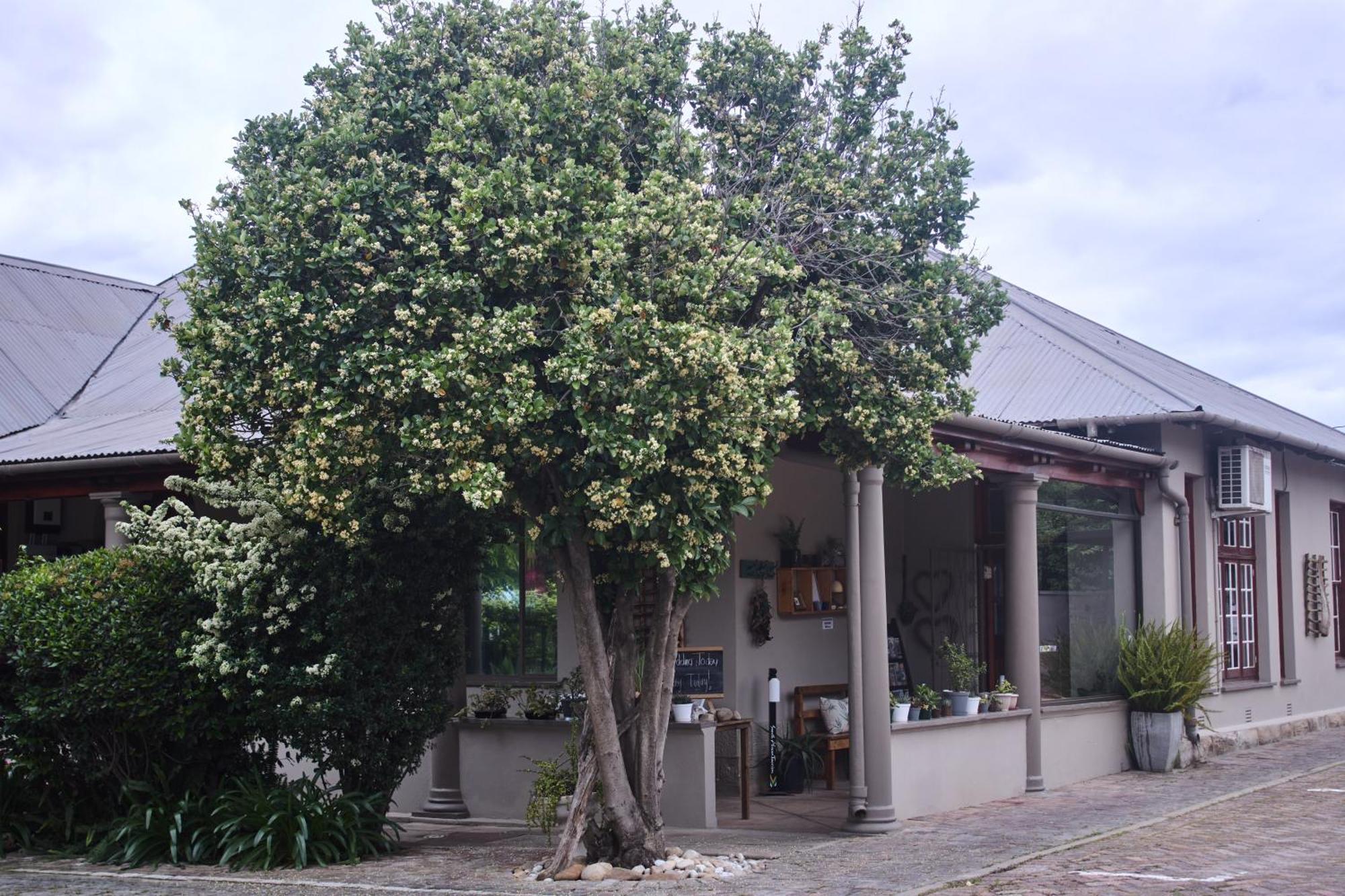 De Akker Guest House Oudtshoorn Bagian luar foto
